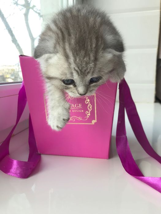 Шотландские котята