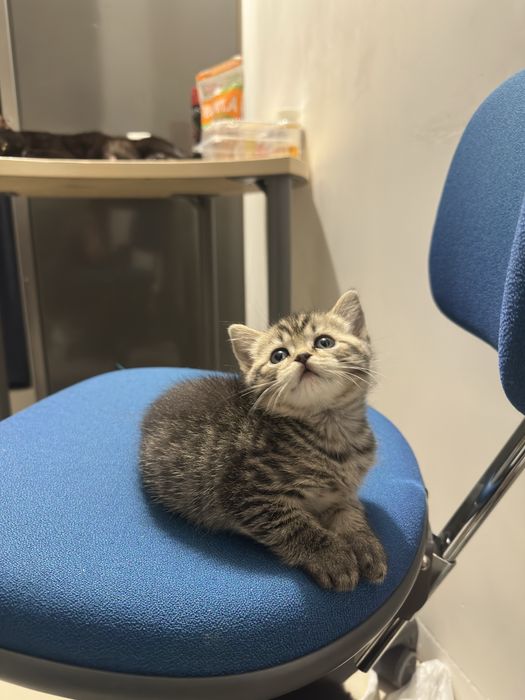 Кошеня дівчинка