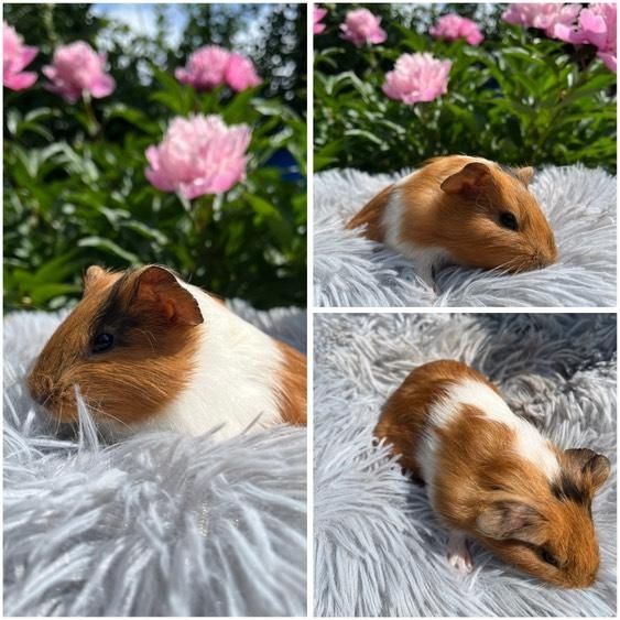 Świnki Morskie Cavie