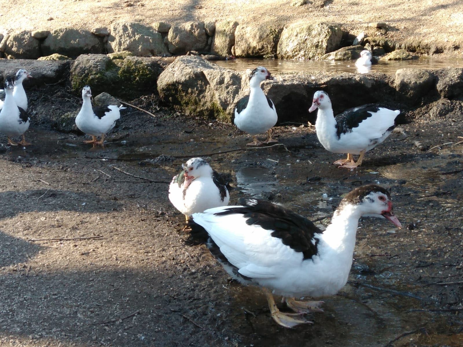 Vende-se Patos Mudos Caseiros