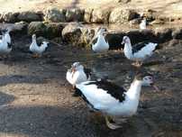 Vende-se Patos Mudos Caseiros