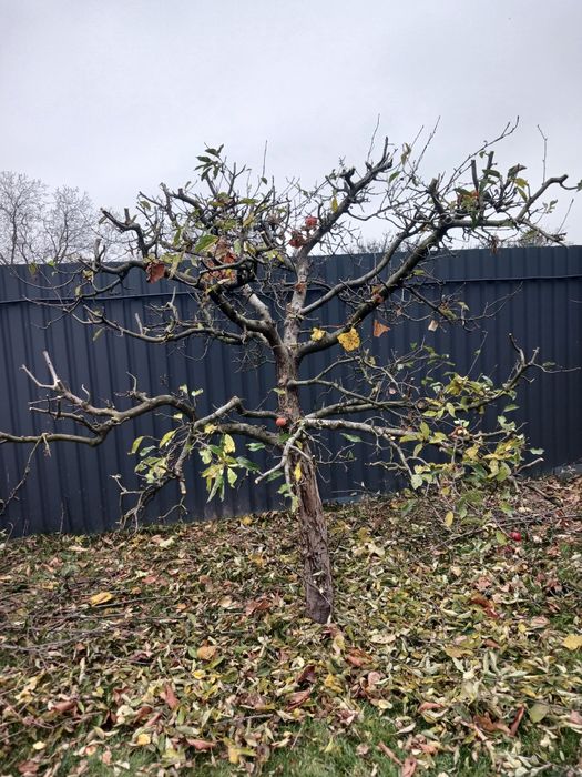 Садові роботи. Обрізка дерев, подрібнення гілок.