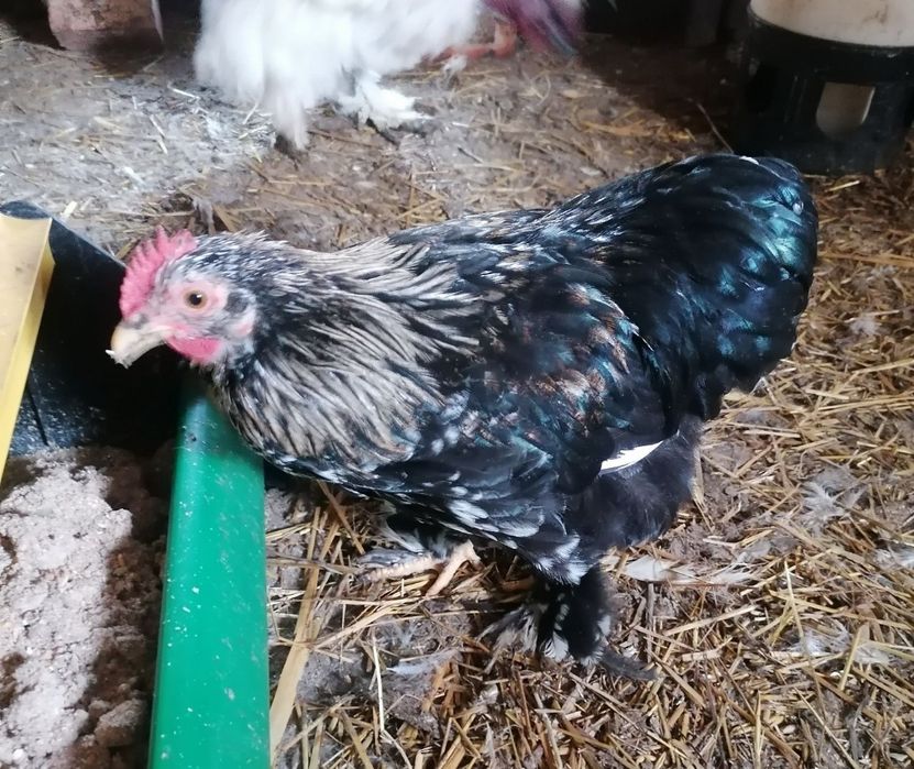 Kogut kochin miniaturowy