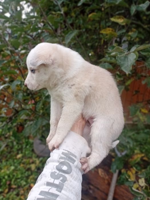 Хаскі цуценята шукають люблячих господарів