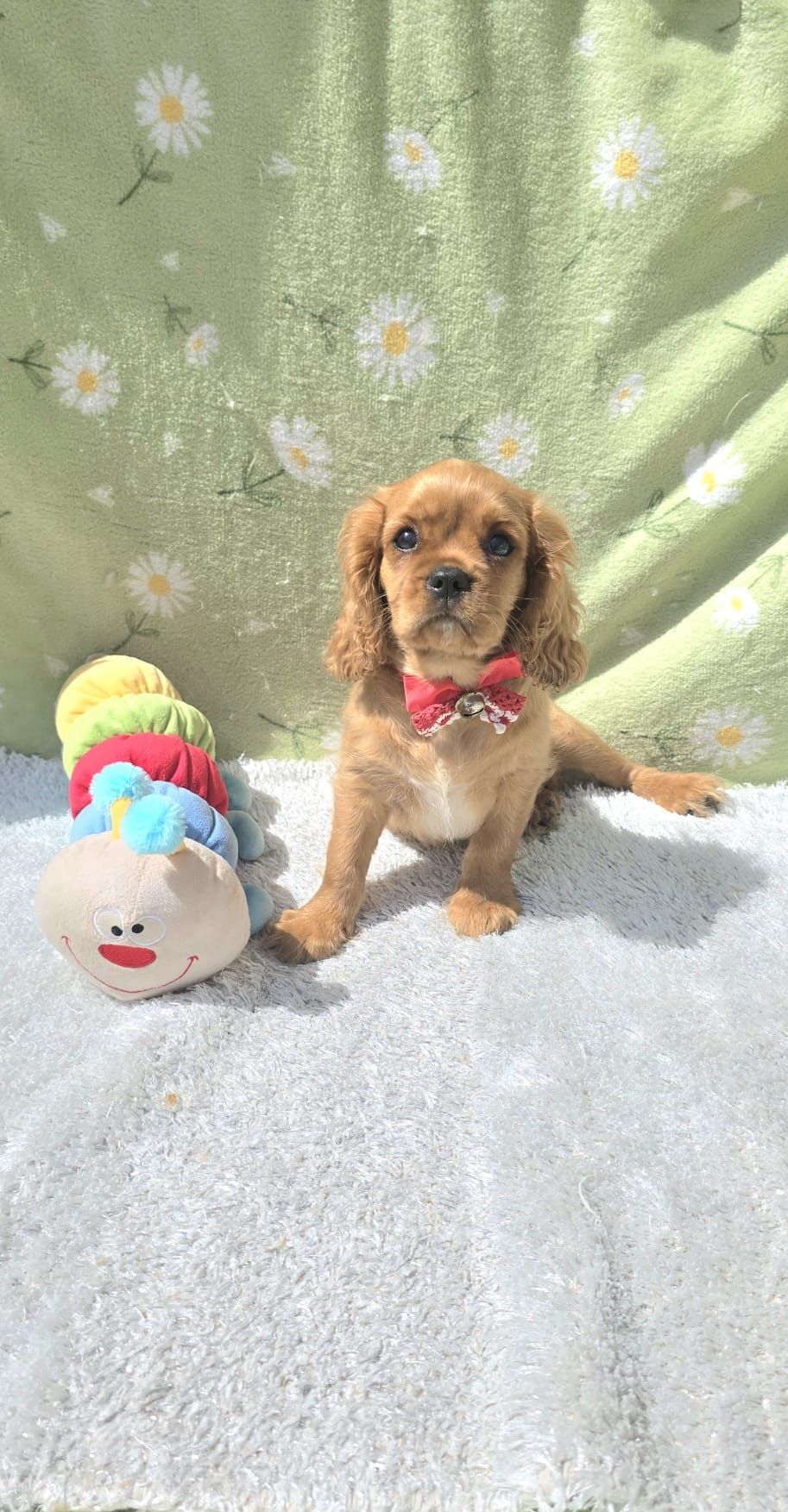 Cavalier King Charles Spaniel Macho