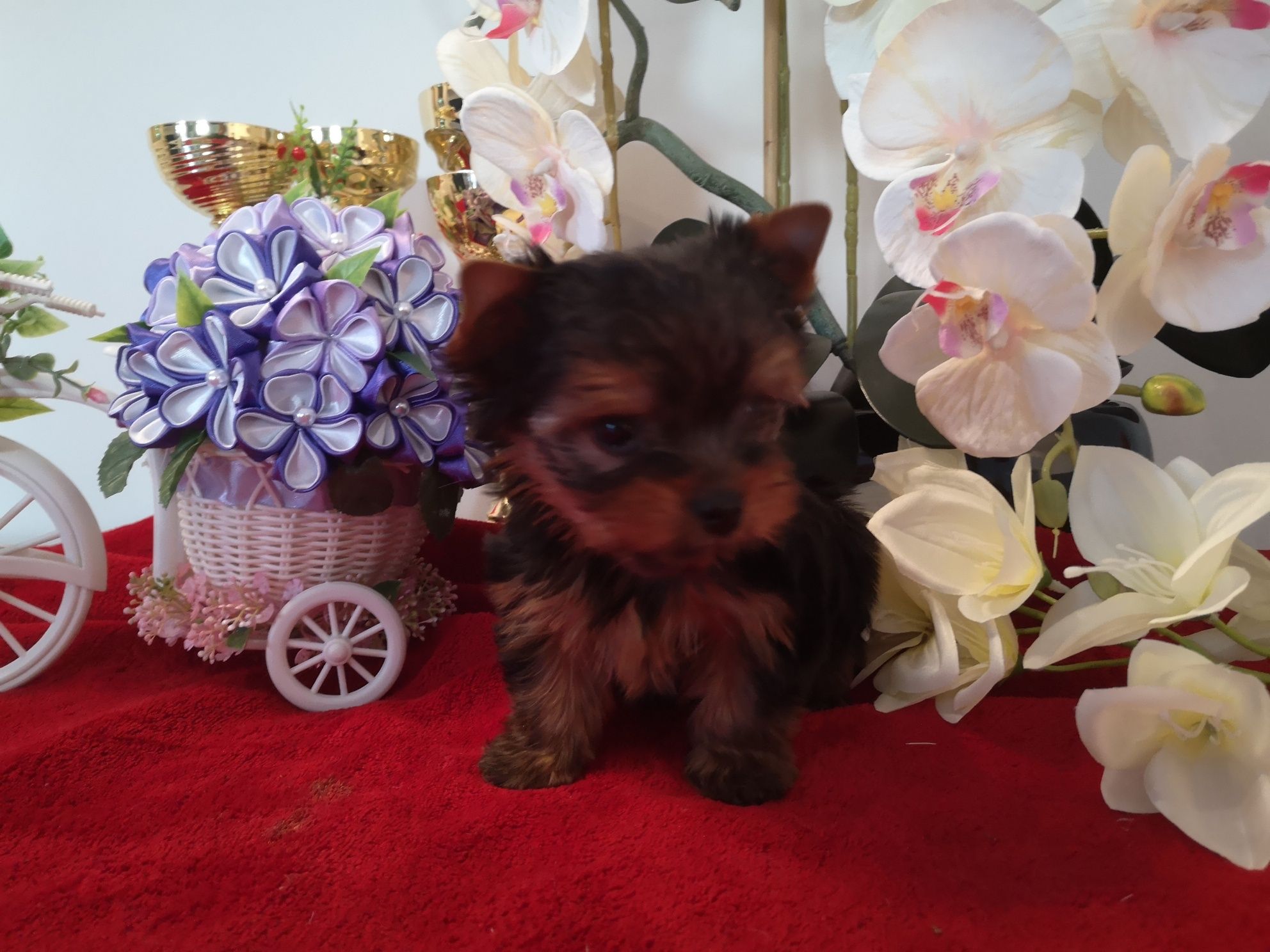 Yorkshire terrier piesek z rodowodem