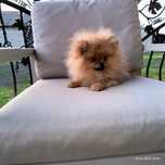 Szpic miniaturowy Pomeranian