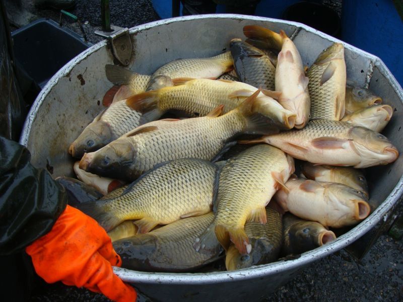 Karp waga 6-10kg