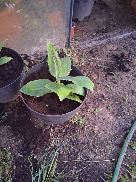 Bananeira da madeira