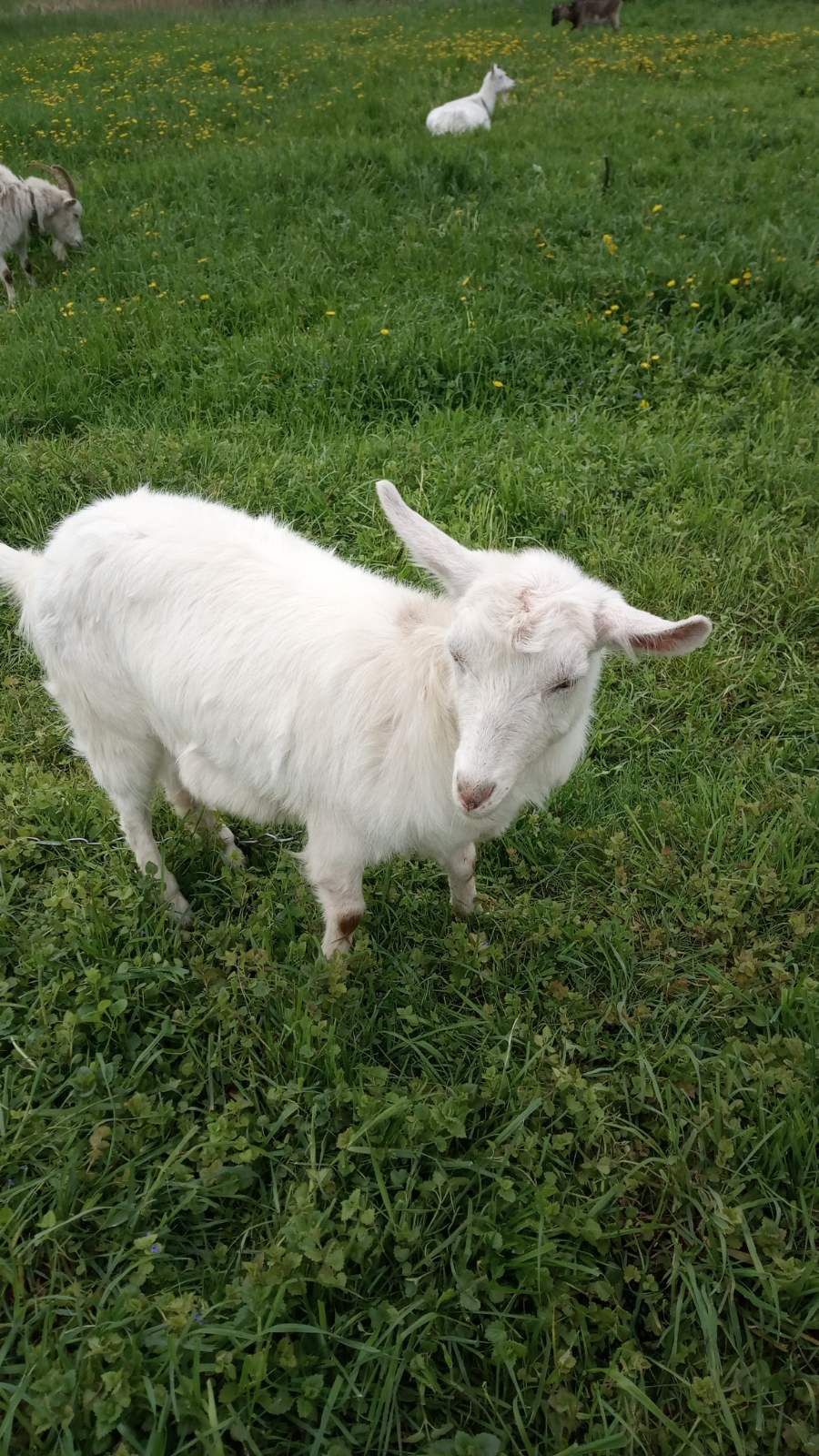 Продам білу красуню козу с.Мала Рублівка