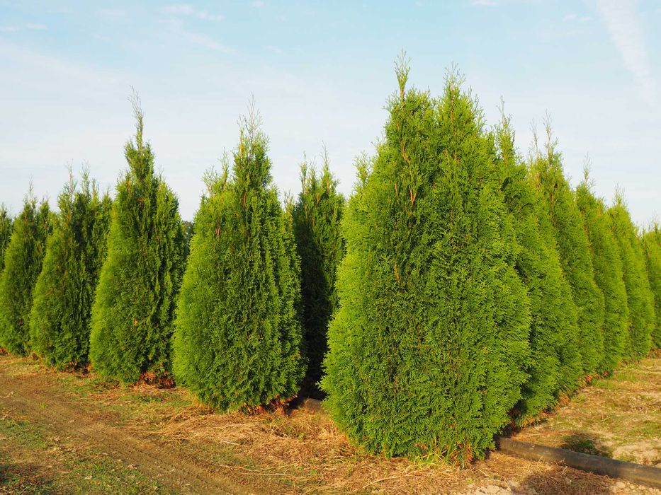 Laurowiśnia rozkrzewiona doniczka 5litrów