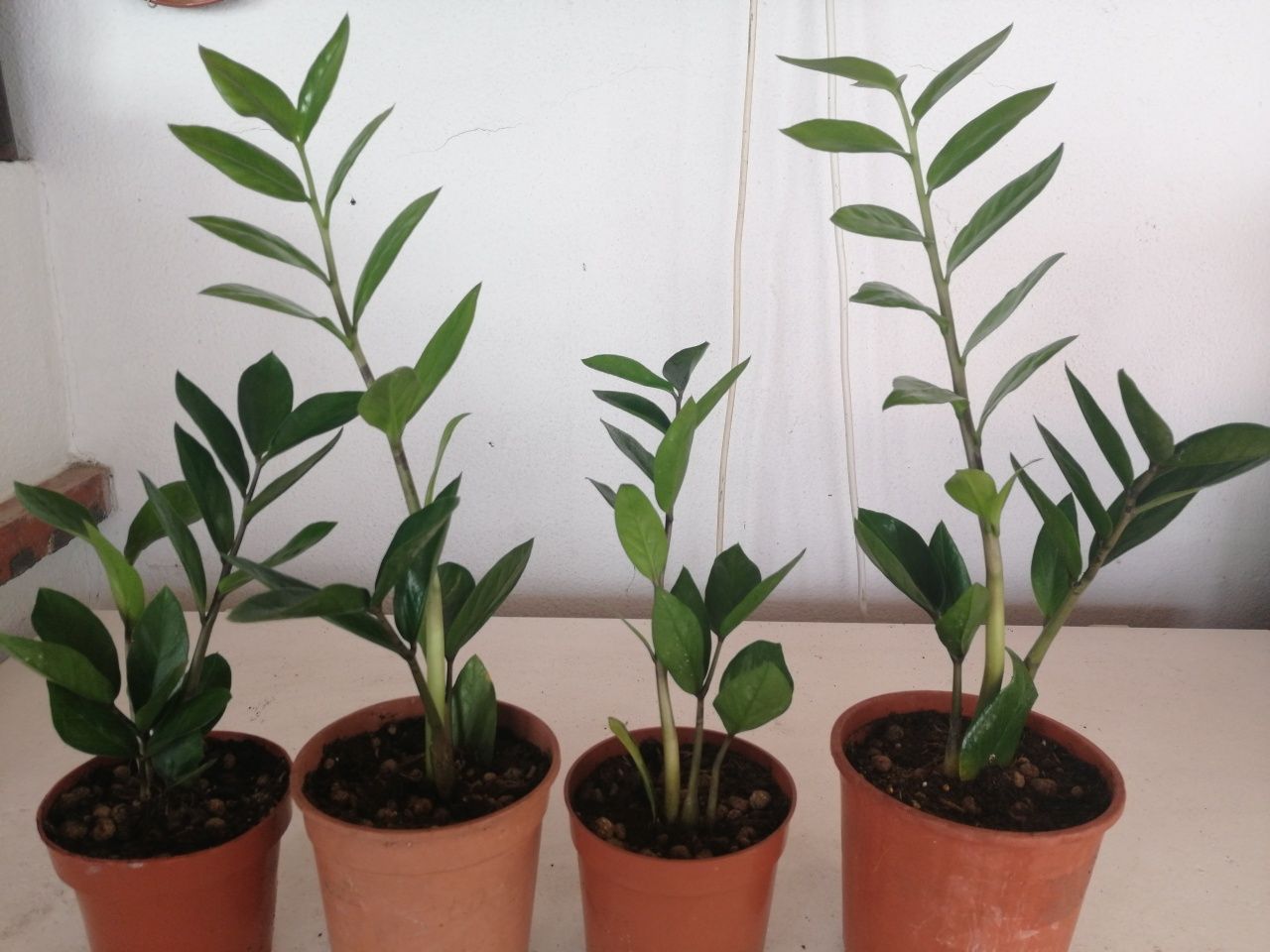 Zamioculcas, vasos desde 4 euros.