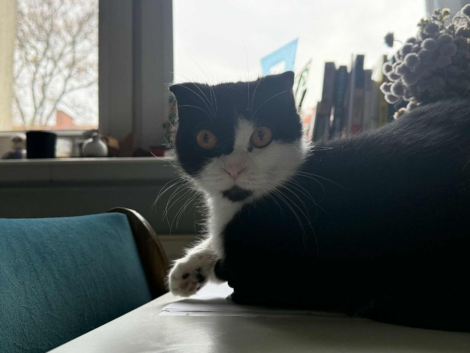 Kotka do adopcji w typie szkocki zwisłouchy po przejściach