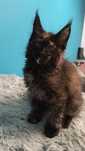 Maine coon kotka-mozliwa opcja hodowlana