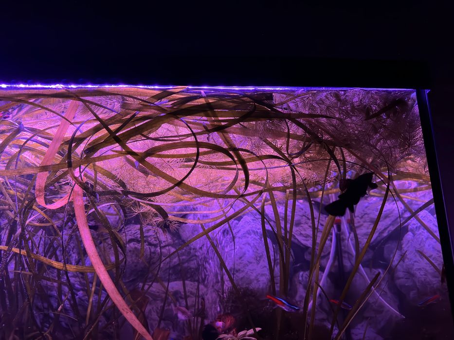 Akwarium 120 litrów - pełny zestaw z życiem i całym wyposażeniem