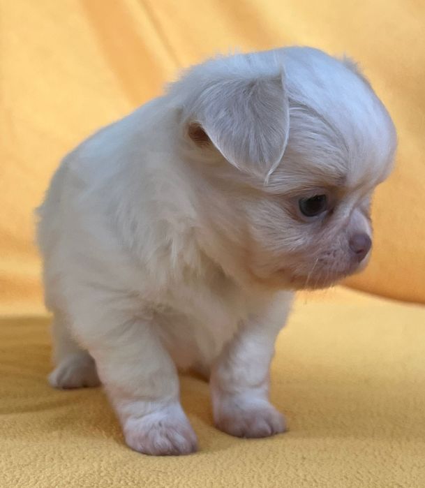Chihuahua piesek  fci
