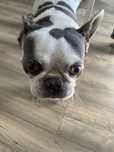 Oddam buldoga francuskiego w dobre rece