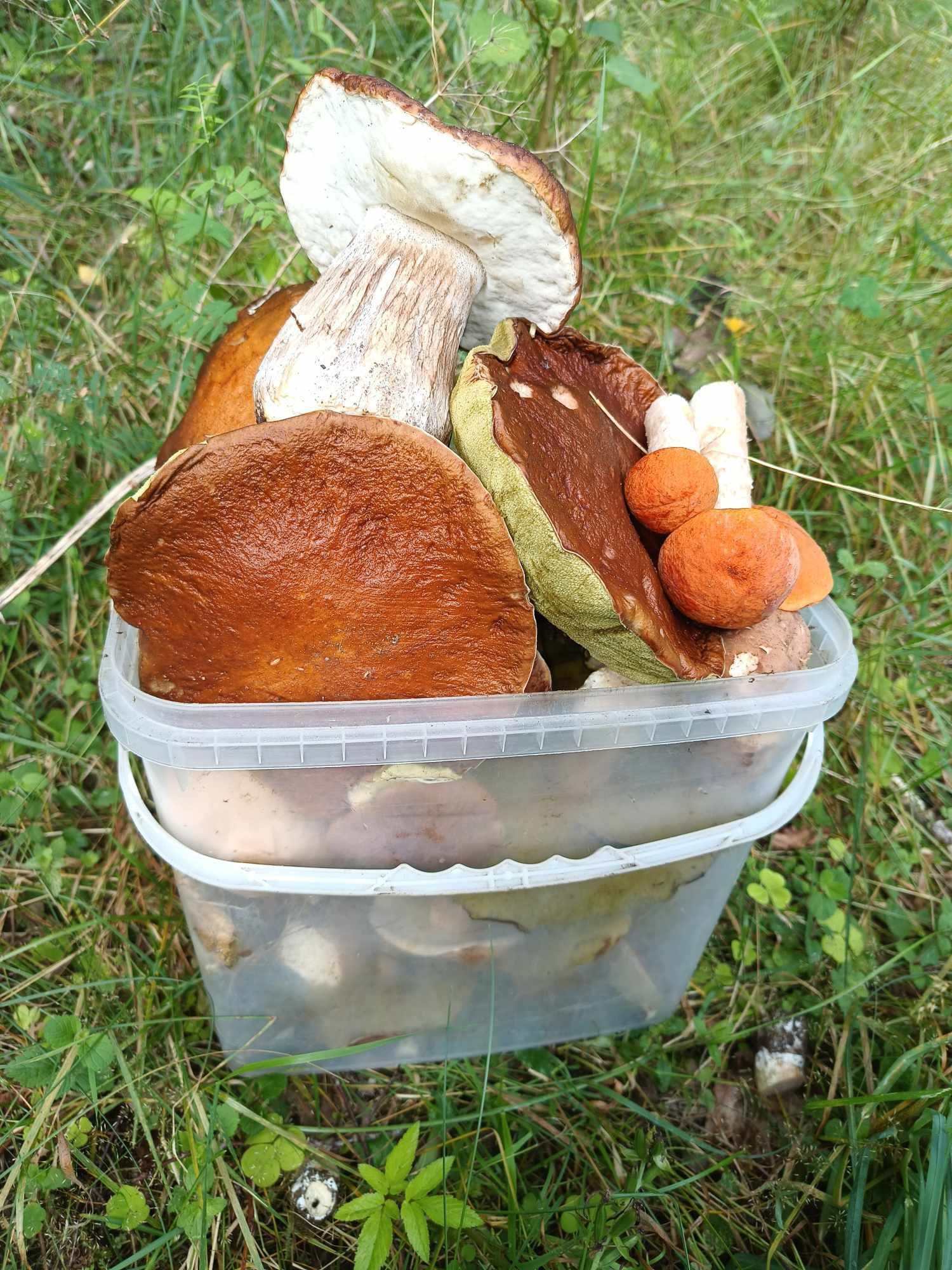 Grzyby suszone Borowik/Prawdziwek
