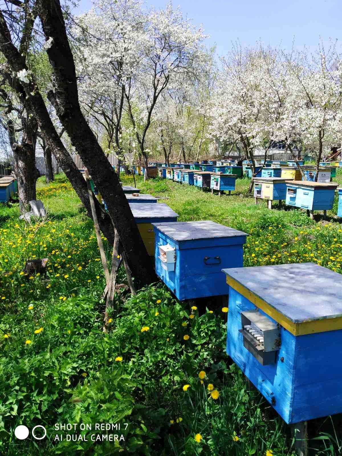 Продам квітковий пилок  2025р. 350грн.