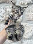 Gatinho para adoção