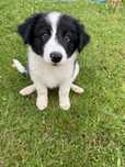 Suczka Border Collie czarno-biała z rodowodem 3 pokoleniowym.