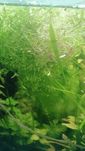 Duzy Heniek Hemiantus