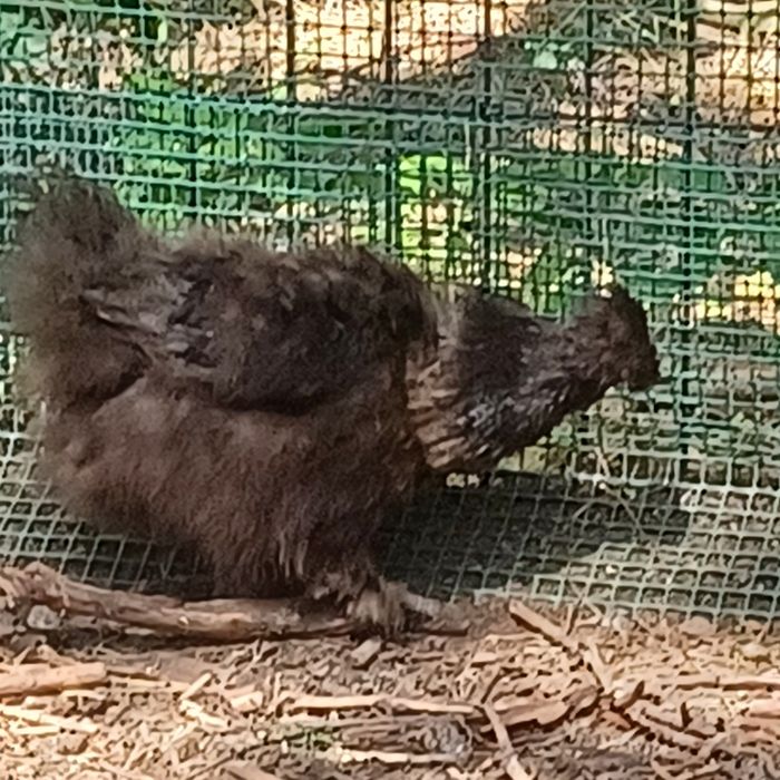 Silki para do zmiany kurnika