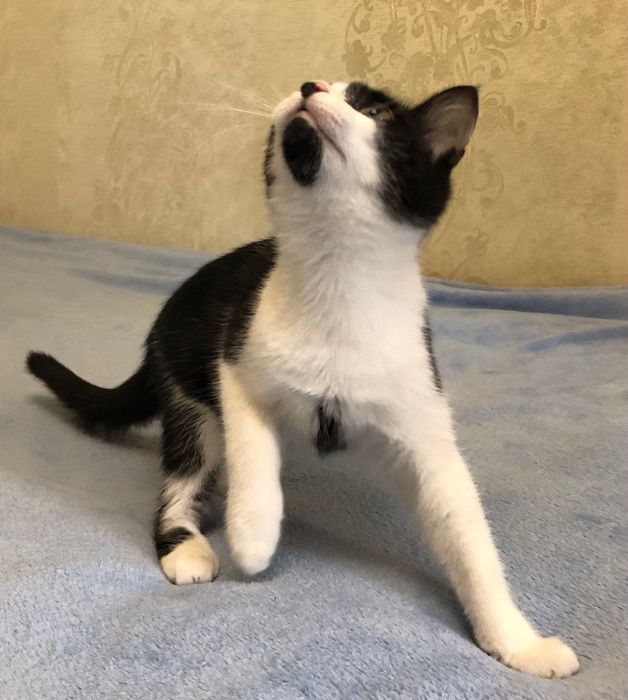 Отдам котёнка бесплатно