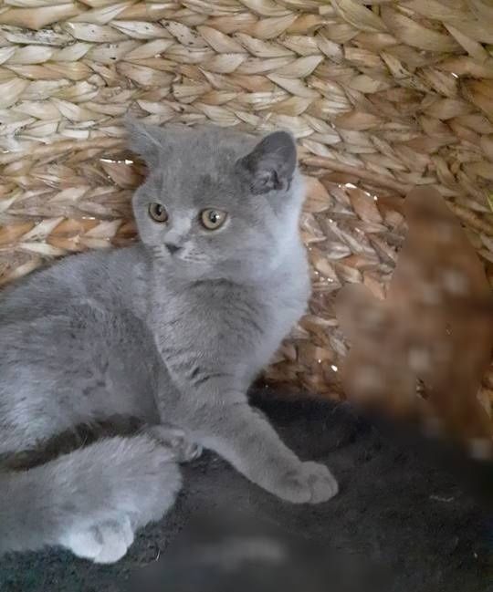 Kot brytyjski niebieski bicolor