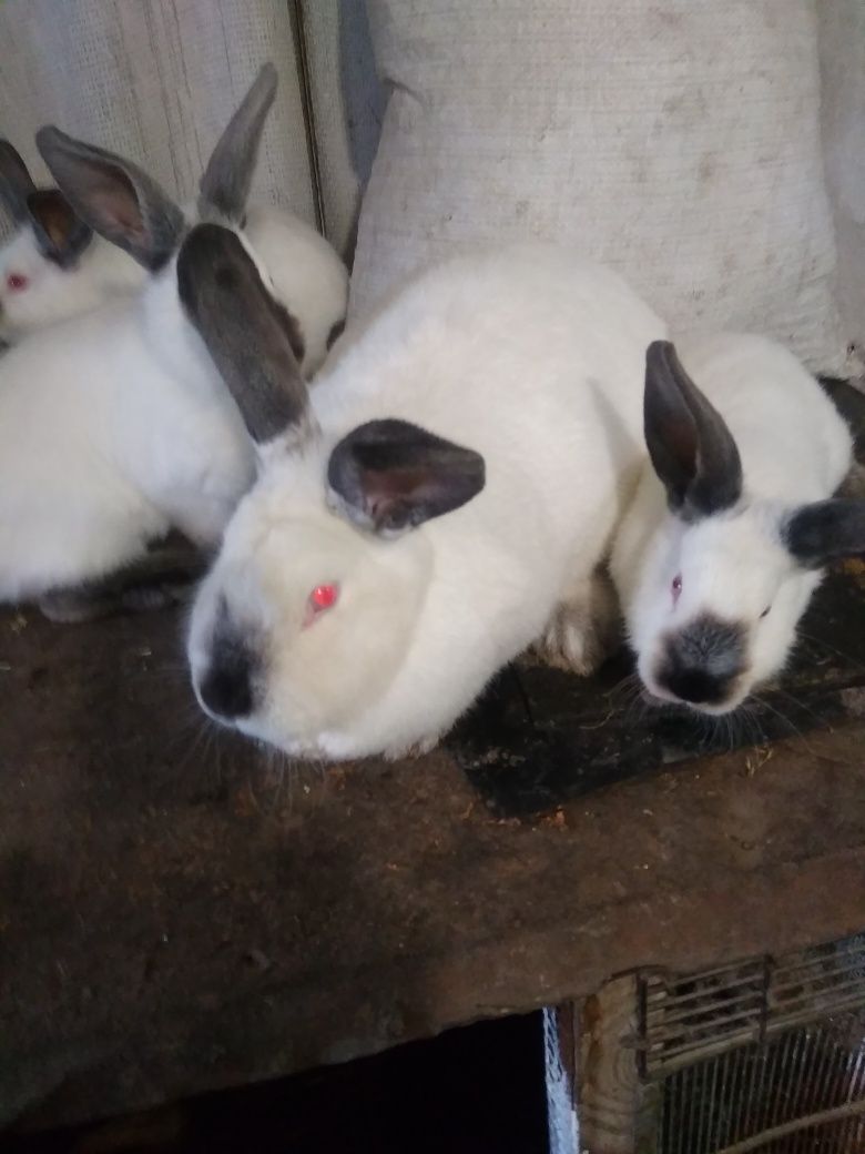 Продам кролики каліфорнійці