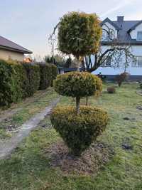 Drzewka Bonsai, Iglaki, Tuje, Krzewy