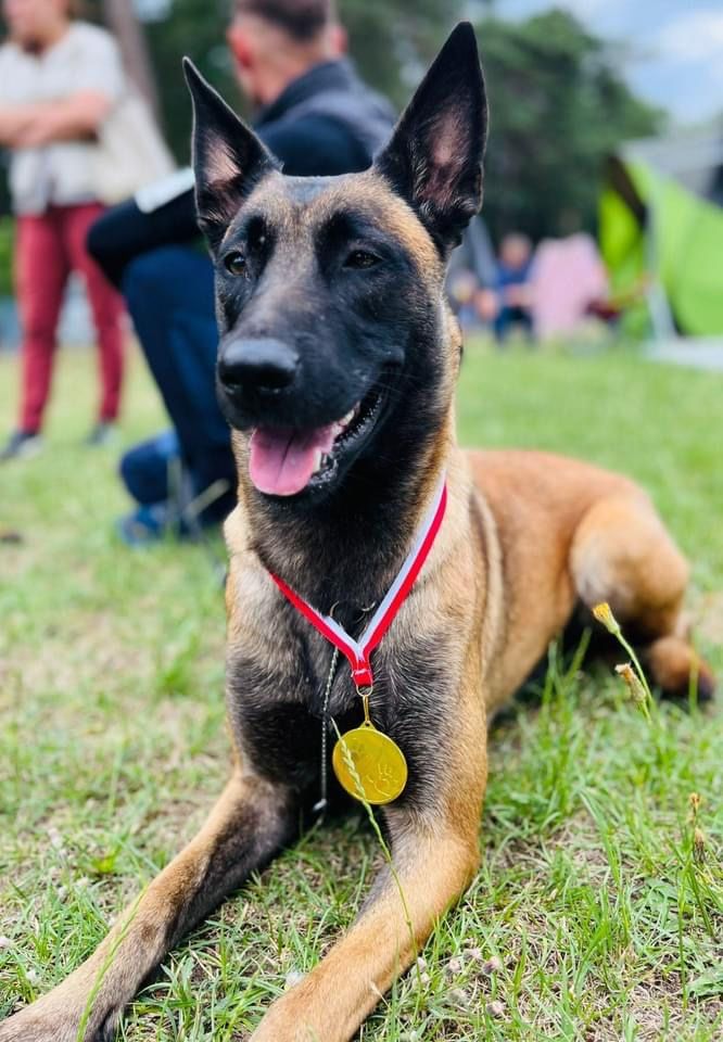 Owczarek belgijski malinois FCI zapowiedz miotu