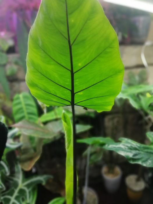 Алоказия много сортов.
