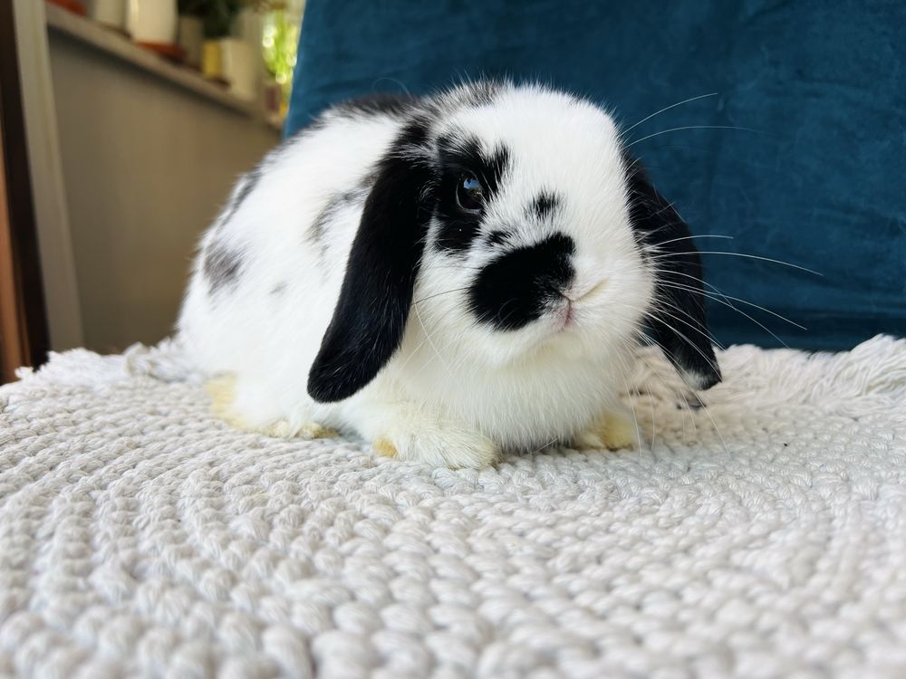 Czarno-biały (butterfly) mini lop! Hodowla zarejestrowana