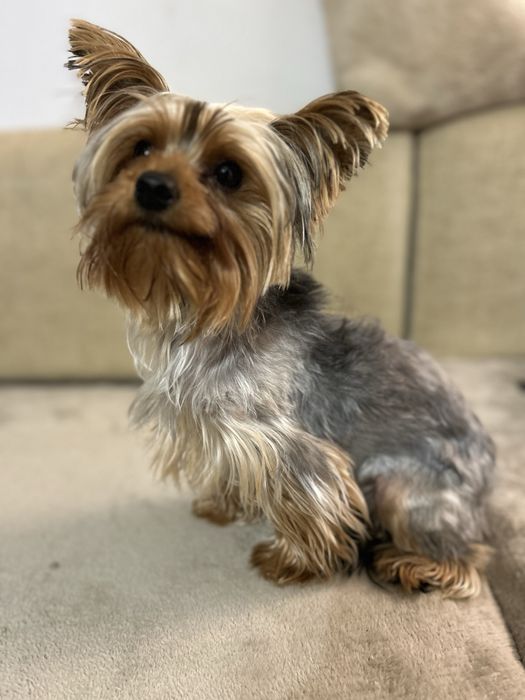 Yorkshire terrier