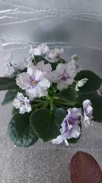 Квітуючі рослини :фіалки,глоксинії