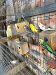 Agapornis, periquitos, mandarins, forpus azuis, caturras e outras aves