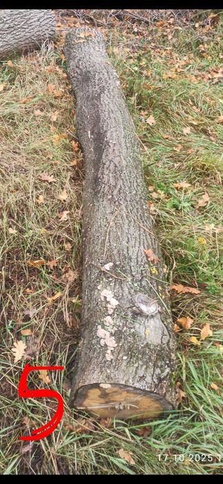 Kłody dęba okolice Poddębic