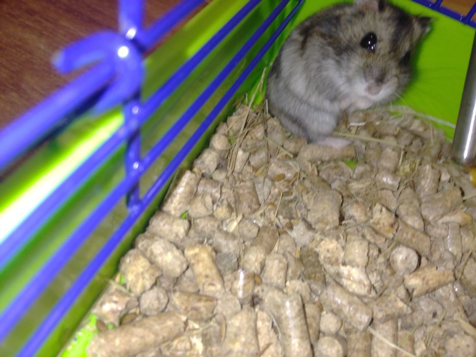 Хом'як джунграйск