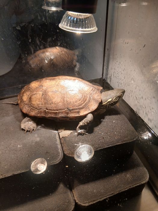 Żółwie chińskie samice