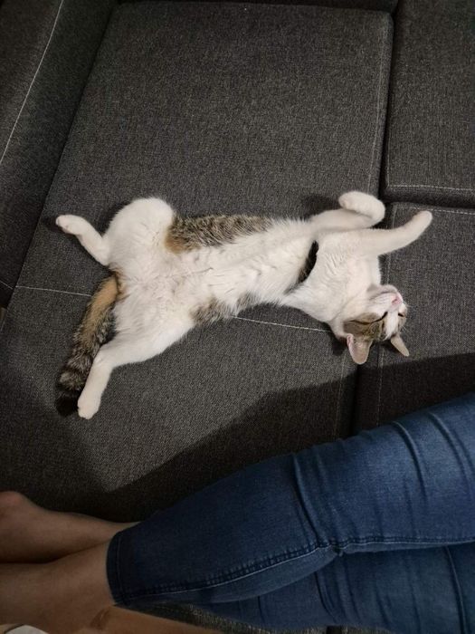 Zaginął kotek mlody