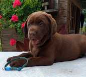 Labrador Retriever szczeniak