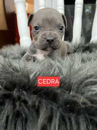 Zapraszam do rezerwacji American Staffordshire Terrier (AMSTAFF)