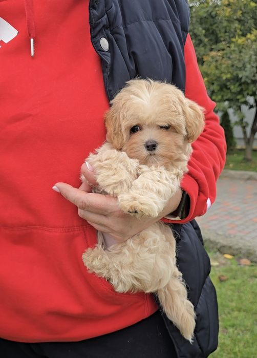 Лялькові ведмедики. Мальтіпу Ф1.
