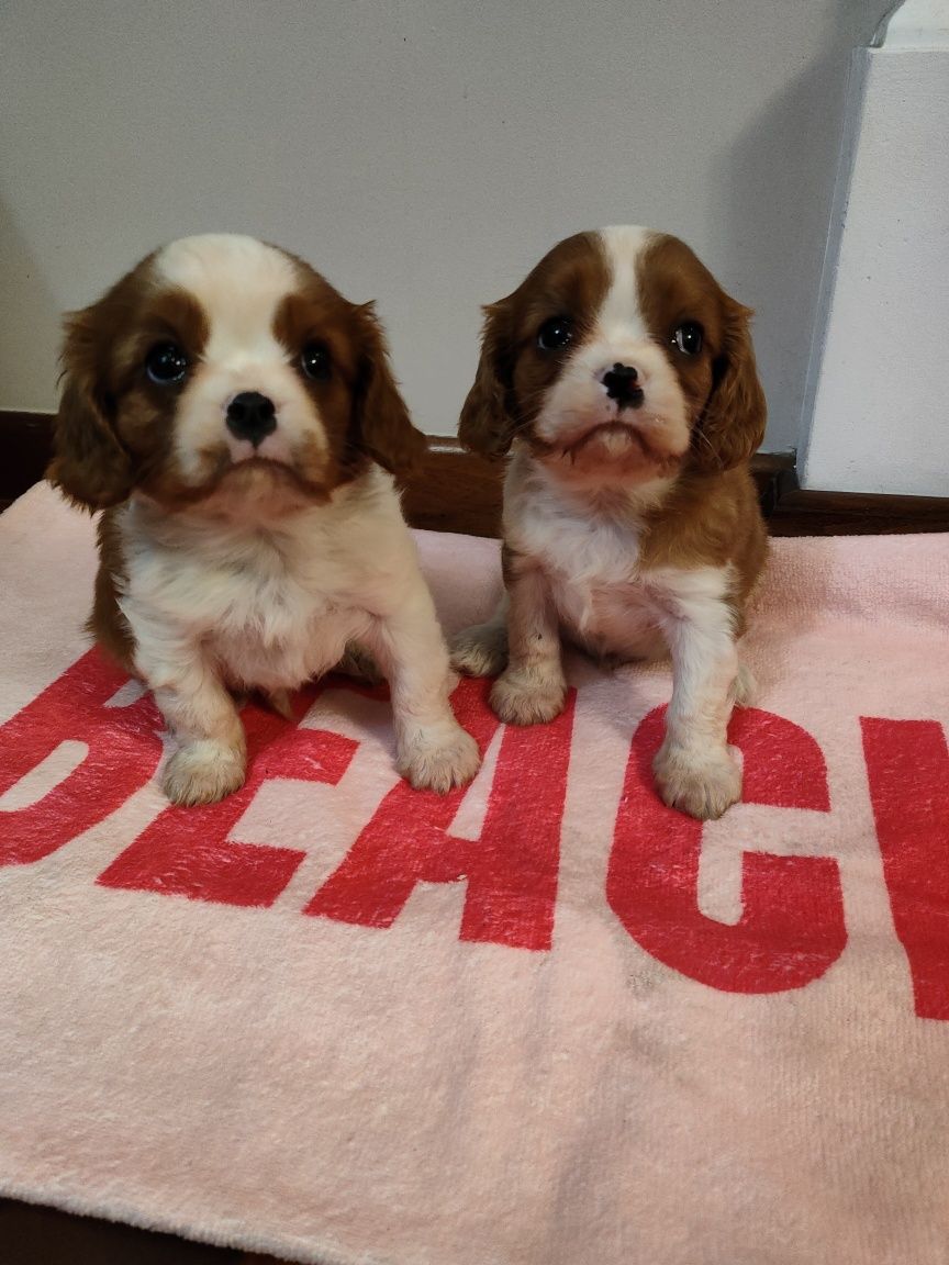 Cavalier King Charles Spaniel