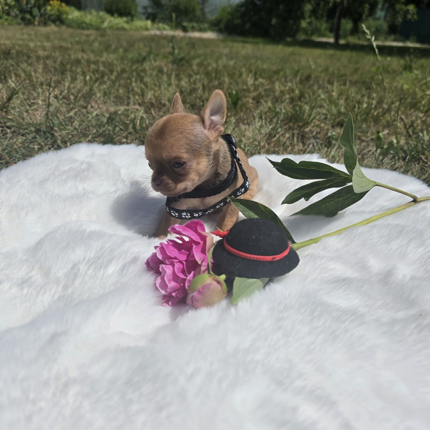 Chihuahua samiec sable xs