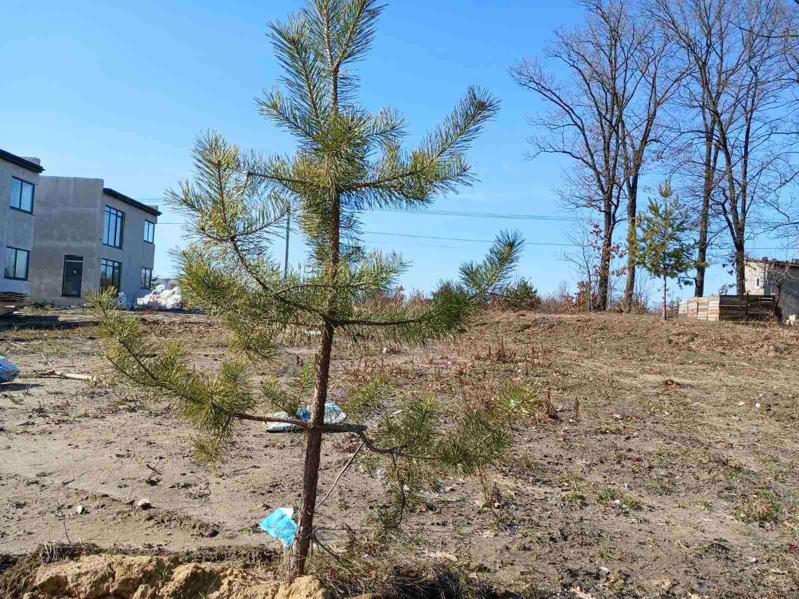 12,6 соток під будівництво підключене світло Нове (Боярка)