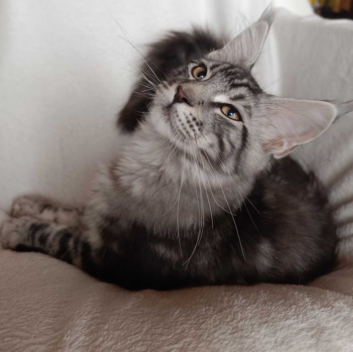 Bailey Kocurek Maine Coon Srebrny Klasycznie Pręgowany