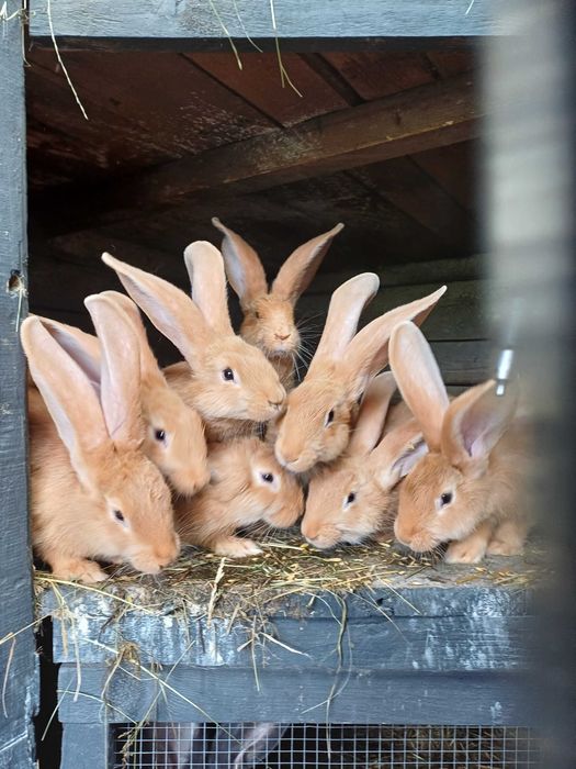 Olbrzym belgijski zolty