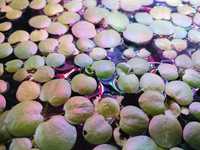 Plantas flutuantes Amazon Frogbit (Limnobium Laevigatum)
